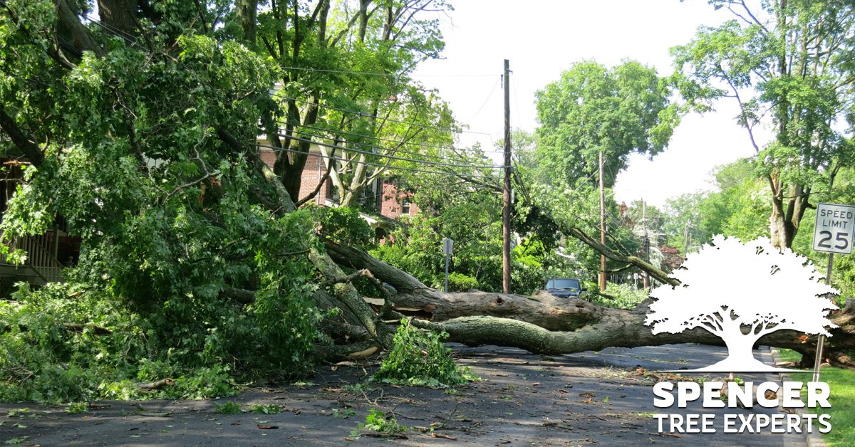 Emergency Tree Services