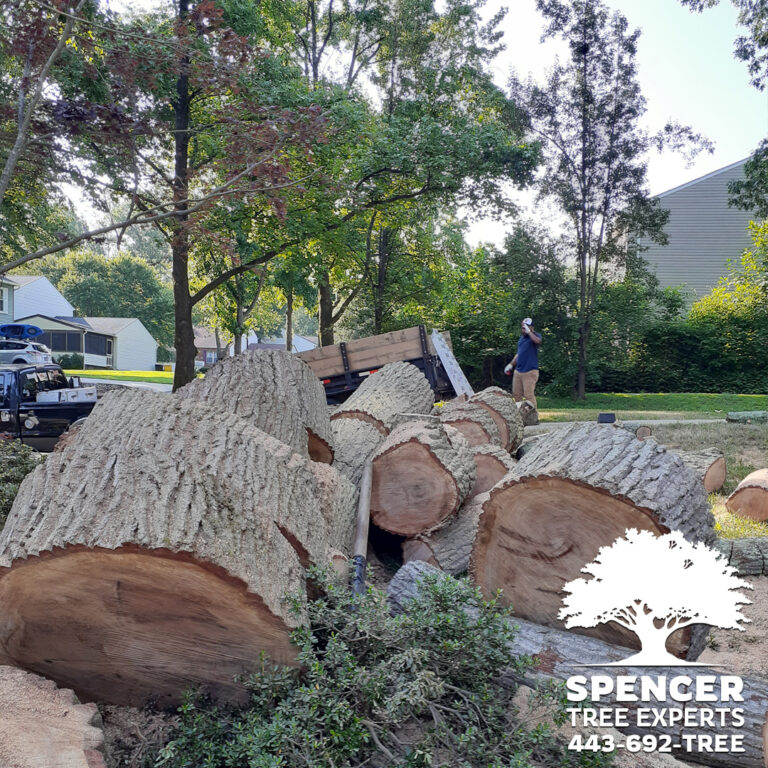 Large trunk sections from a residential tree removal by Spencer Tree Experts