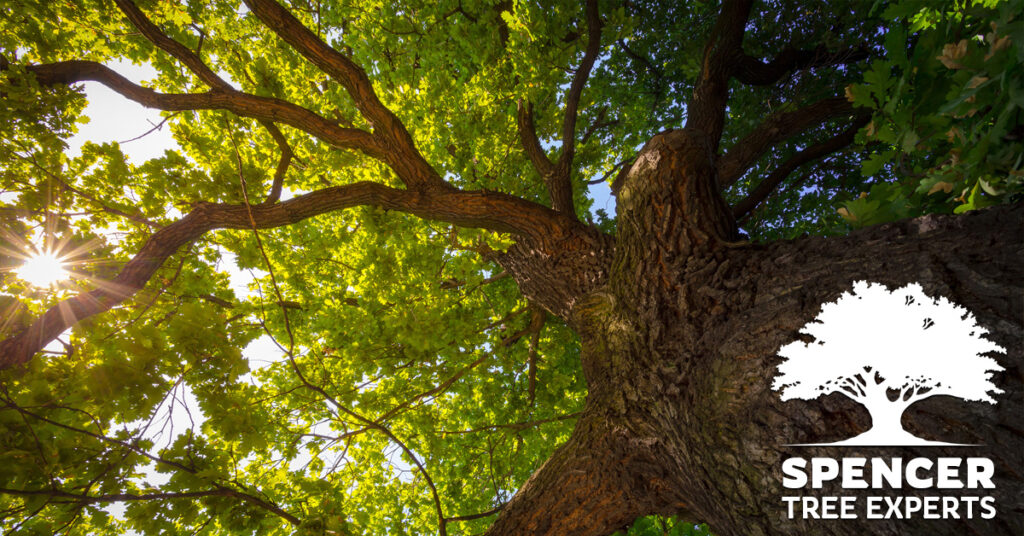 signs-of-a-dying-tree-spencer-tree-experts