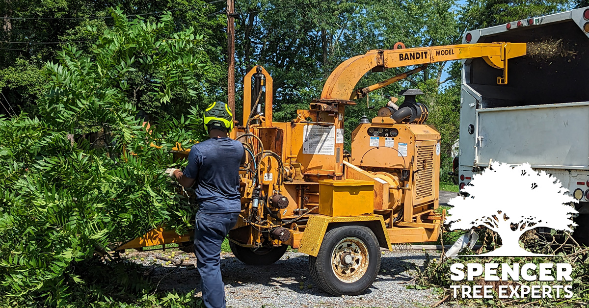 Tree Removal Service