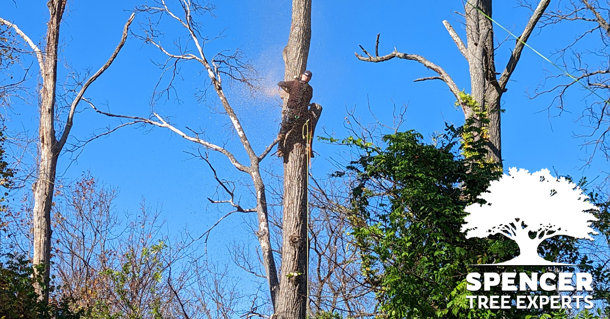 Tree Removal Services