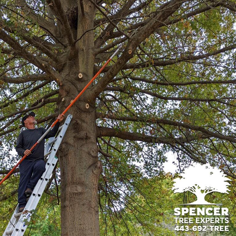Spencer Tree Experts trimming a large tree with a pole saw from a ladder