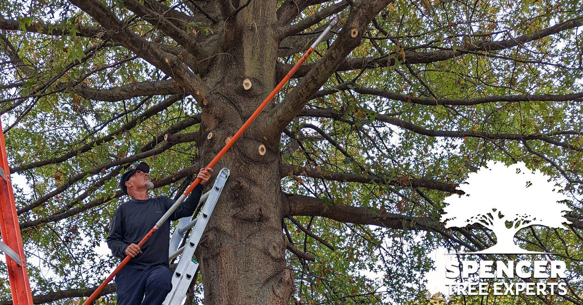 Tree Trimming Services