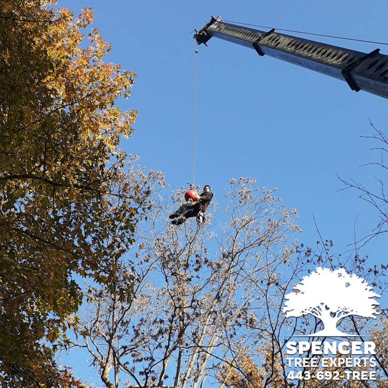 Spencer Tree Experts climber lifted by crane to take down a tall tree near Easton, MD